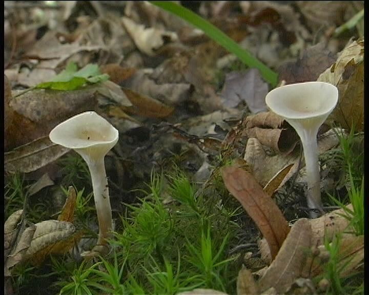 Clitocybe phaeophthalma var. gibboides (Raithelh.) Bon